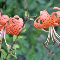 Тигровая лилия (Lilium lancifolium)