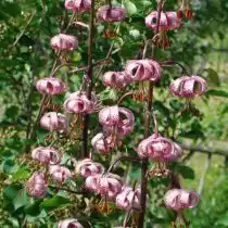 Лилия кудреватая (Lilium martagon)