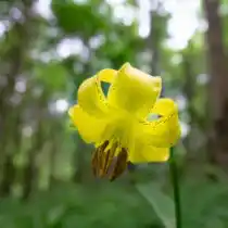 Лилия однобратственная (Lilium monadelphum)