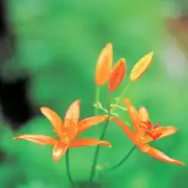 Лилия одноцветная (Lilium concolor)