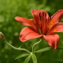 Лилия пенсильванская (Lilium pensylvanicum)