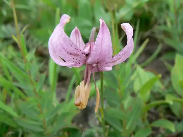 Лилия поникающая (Lilium cernuum)
