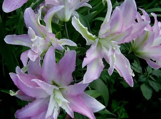 Лилия однобратственная «Мисс Люси» (Lilium monadelphum 'Latvia')