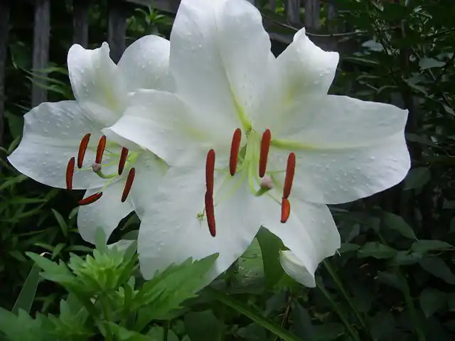 Восточный гибрид лилии однобратственной «Касабланка»