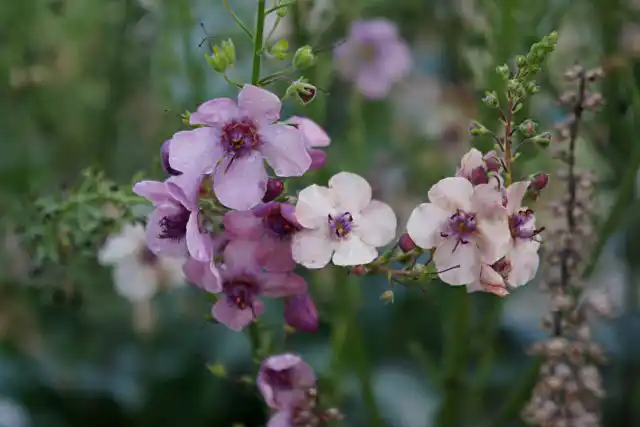 Вербаскум «Саузерн Шарм» (Verbascum 'Southern Charm'), или «Южное очарование» представляет собой смесь окрасок пастельных оттенков