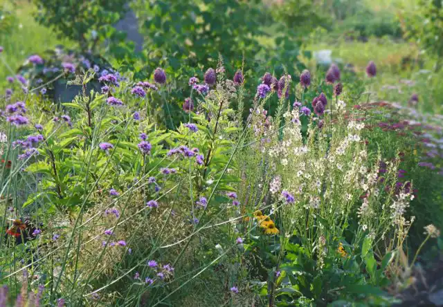 Вербаскум в миксбордере
