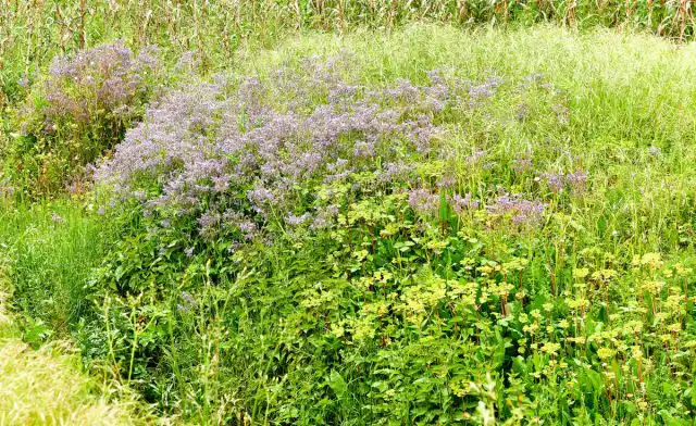 Бурачник (Borago) – однолетнее или недолговечное многолетнее травянистое шероховато-опушенное растение семейства Бурачниковые