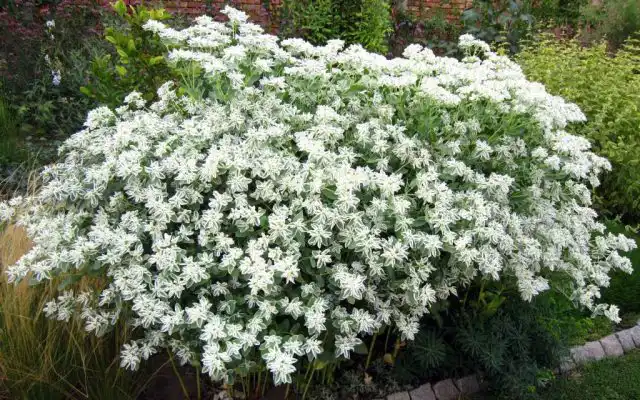 Эуфорбия маргината (Euphorbia marginata), или молочай окаймленный