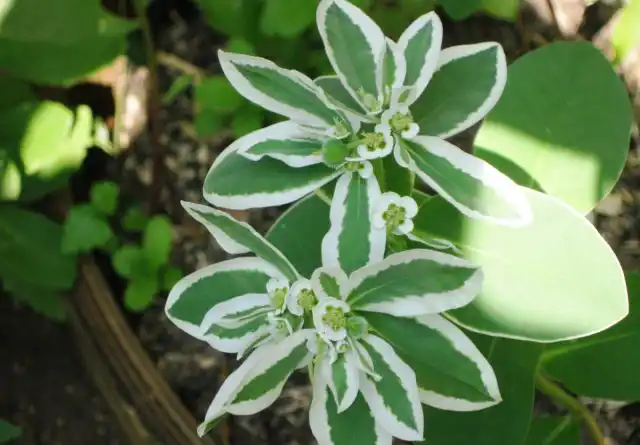 Осенью до наступления первых заморозков можно забрать пестрый кустик молочая окаймленный домой, чтобы он украсил интерьер. Горшок для него стоит выбрать глубокий и просторный – тесноты он не терпит