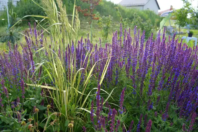 Вейник остроцветковый «Ингланд» (Calamagrostis acutifolia 'England')