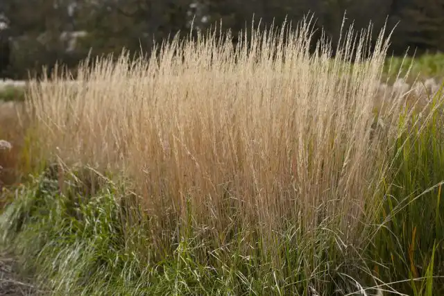 Вейник сорта «Карл Форстер» (Calamagrostis acutifolia 'Karl Foerster')