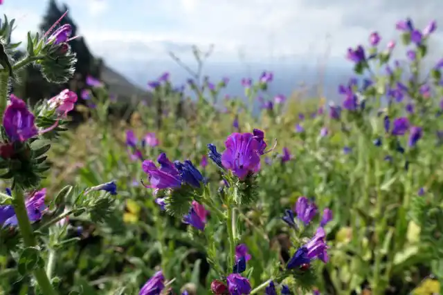 Эхиум подорожниковый (Echium plantagineum)