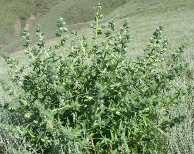 Синяк Биберштейна (Echium italicum subsp. Biebersteinii), или синяк итальянский подвид Биберштейна