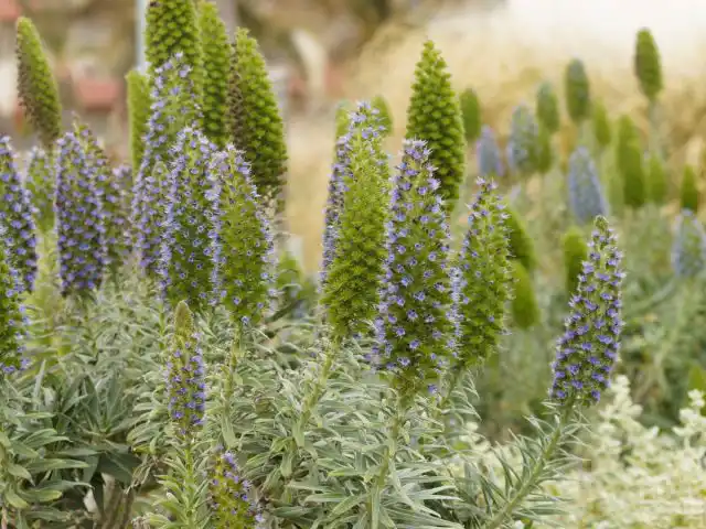 Синяк густоцветковый (Echium candicans), или синяк белеющий