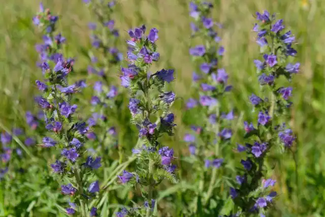 Синяк обыкновенный (Echium vulgare)