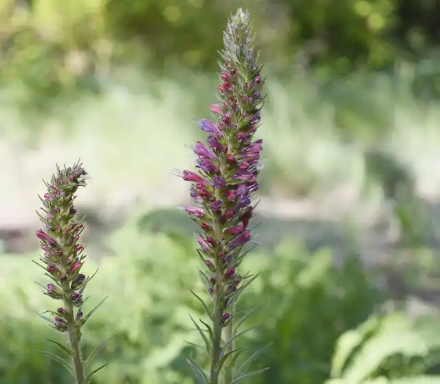 Синяк русский (Echium maculatum), или синяк пятнистый