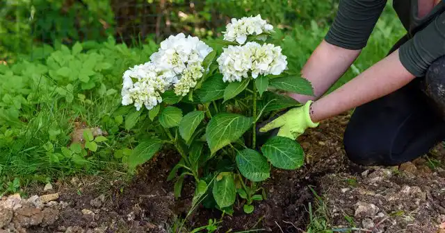 Все цветоводы сходятся в одном – гортензии лучше не пересаживать без лишней необходимости. Поэтому место, в первую очередь, нужно выбирать такое, чтобы кусты могли долгое время расти без перемещения их по участку