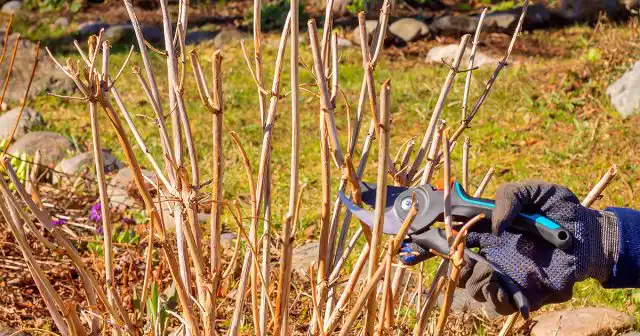 Ориентировочно, до трёхлетнего возраста гортензии не понадобятся никакие обрезки, кроме санитарных. Растение должно нормально развиться и окрепнуть. А вот если куст очень старый, то можно его и омолодить