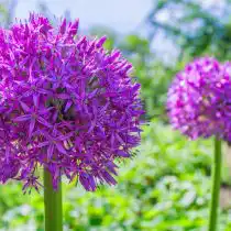 Лук декоративный Гладиатор (Allium Gladiator)