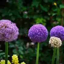 Лук декоративный Глоубмастер (Allium Globemaster)