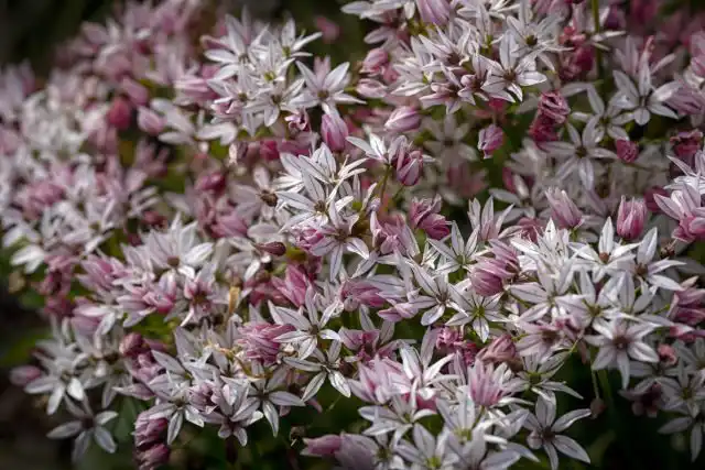 Лук декоративный Хамелеон (Allium Cameleon)