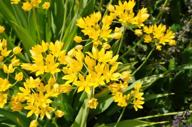 Лук декоративный Моли (Allium moly)