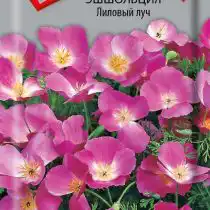 Эшшольция Лиловый луч