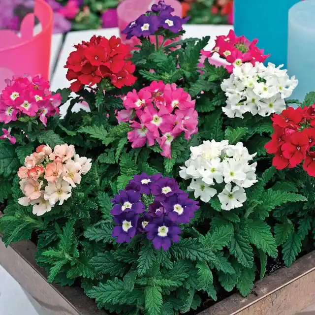 Вербена гибридная Звёздная пыль