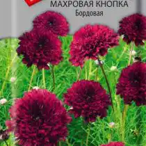 Космея Махровая кнопка Бордовая