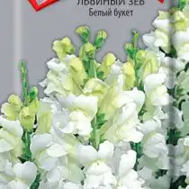 Львиный зев Белый букет