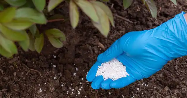 Подкормки пионов при правильной закладке посадочных ям начинают со второго года