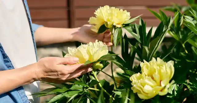 Основные причины отсутствия цветов (или их минимального количества), обычно, заключаются в неправильной посадке или уходе