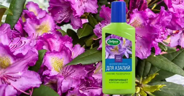 Если же этот пролонгированный комплекс не использовался, то рекомендуем жидкое ОМУ для азалий, камелий и рододендронов Добрая сила.