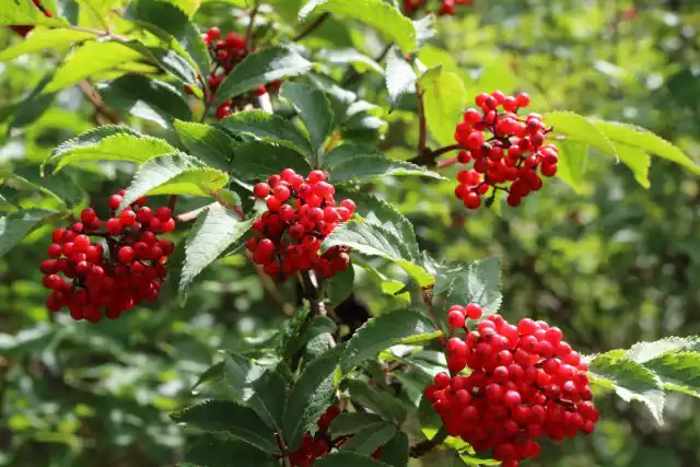Бузина красная (Sambucus racemosa)