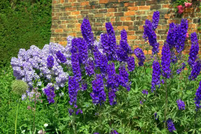 Дельфиниум (Delphinium)