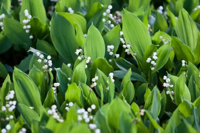 Ландыш майский (Convallaria majalis)
