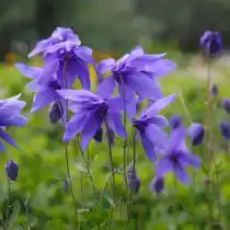 Водосбор, или орлик, или аквилегия (лат. Aquilegia)