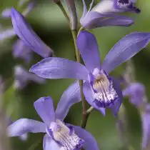 Блетилла полосатая Блу Дрэгон