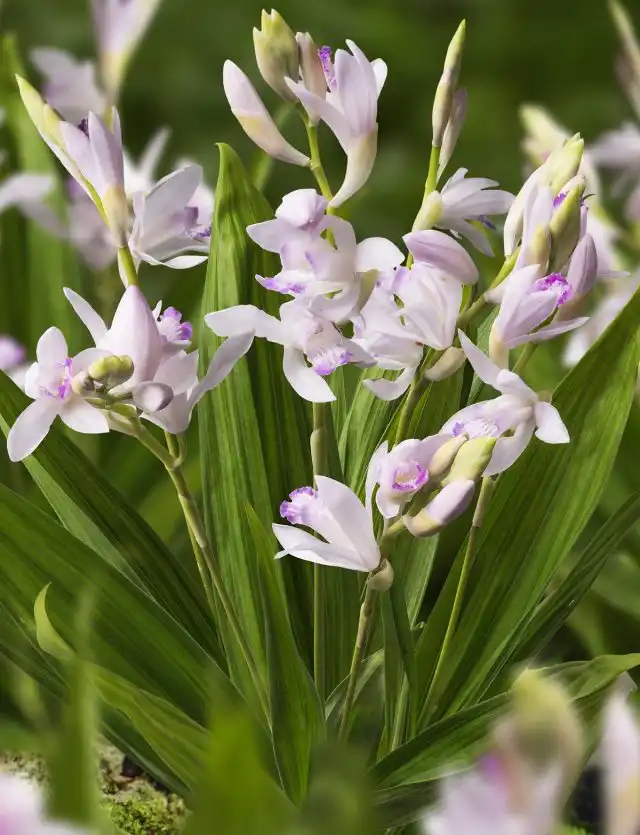 Блетилла полосатая Кутибэни