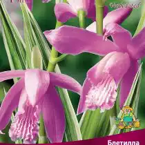 Блетилла полосатая Вариегатед