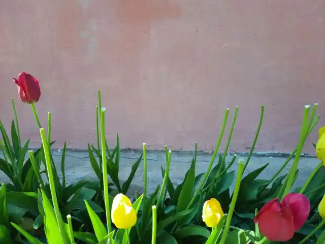 Декапитация – это удаление цветка. Проводят ее обычно, когда тюльпаны уже готовятся отцвести, а лепестки теряют упругость. В это время цветки просто срезаются – цветонос удалять не нужно, только головку