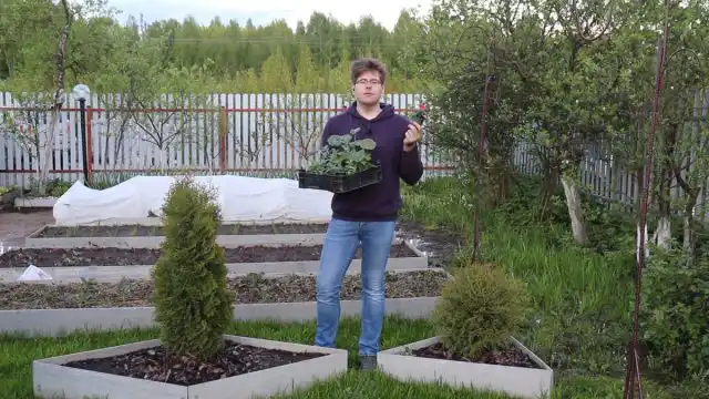 Як висадити готову розсаду і
