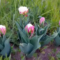 Тюльпан «Айс Крим» (Tulip 'Ice Cream') в бутонах