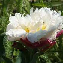 Тюльпан «Айс Крим» (Tulip 'Ice Cream') в полном роспуске