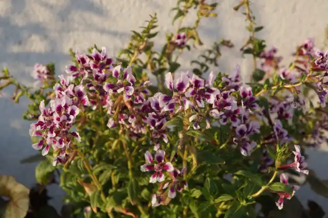 Куфея стелющаяся «Свит Ток Лавендер Сплэш».