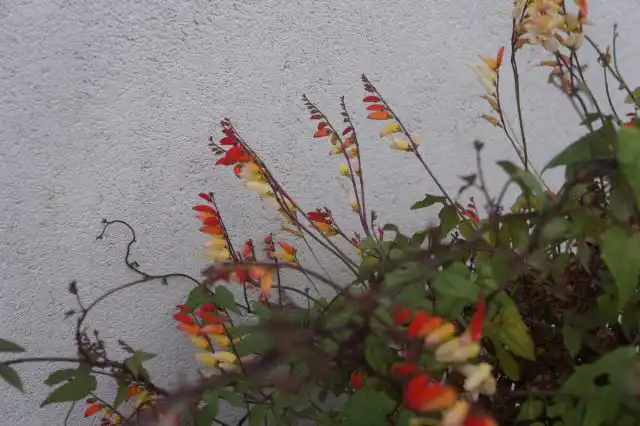 Поскольку цветет мина лобата ближе к осени, она становится отличным дополнением к осеннему саду.