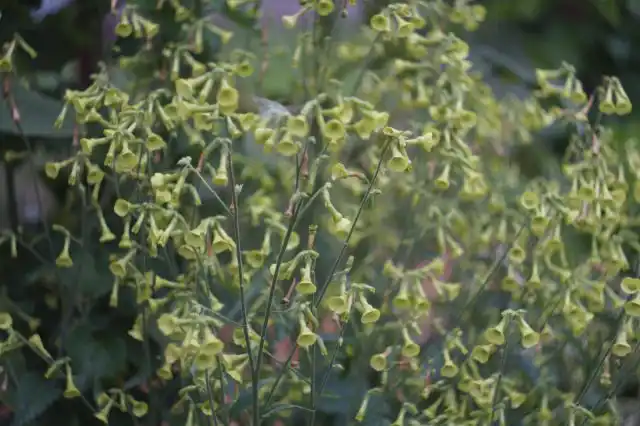 Табак «Зеленый колокольчик».
