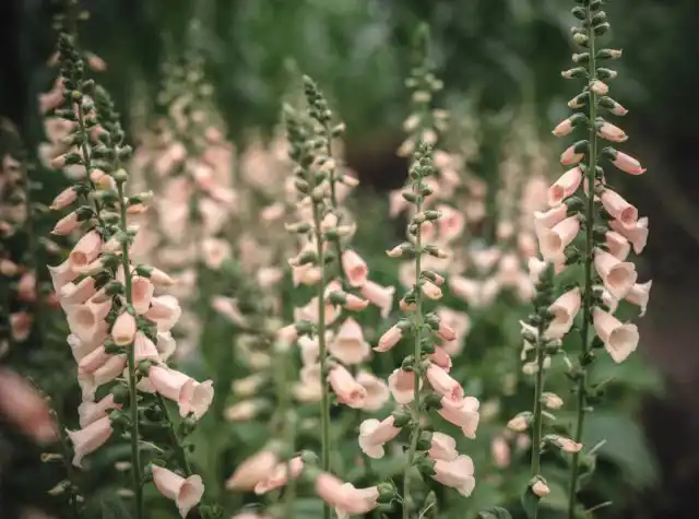 И вот в июле наперстянки преподнесли мне сюрприз – зацвели в год посева! Цвет у них был просто восхитительный – нежный персиково-розовый.