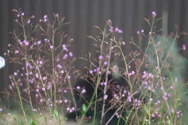 Зацветает талинум быстро. Сначала распускаются маленькие пятилепестковые цветочки нежно-розового цвета.
