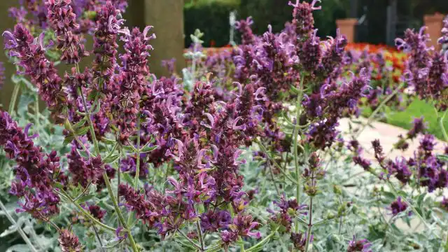 Шалфей канарский «Ланцелот».